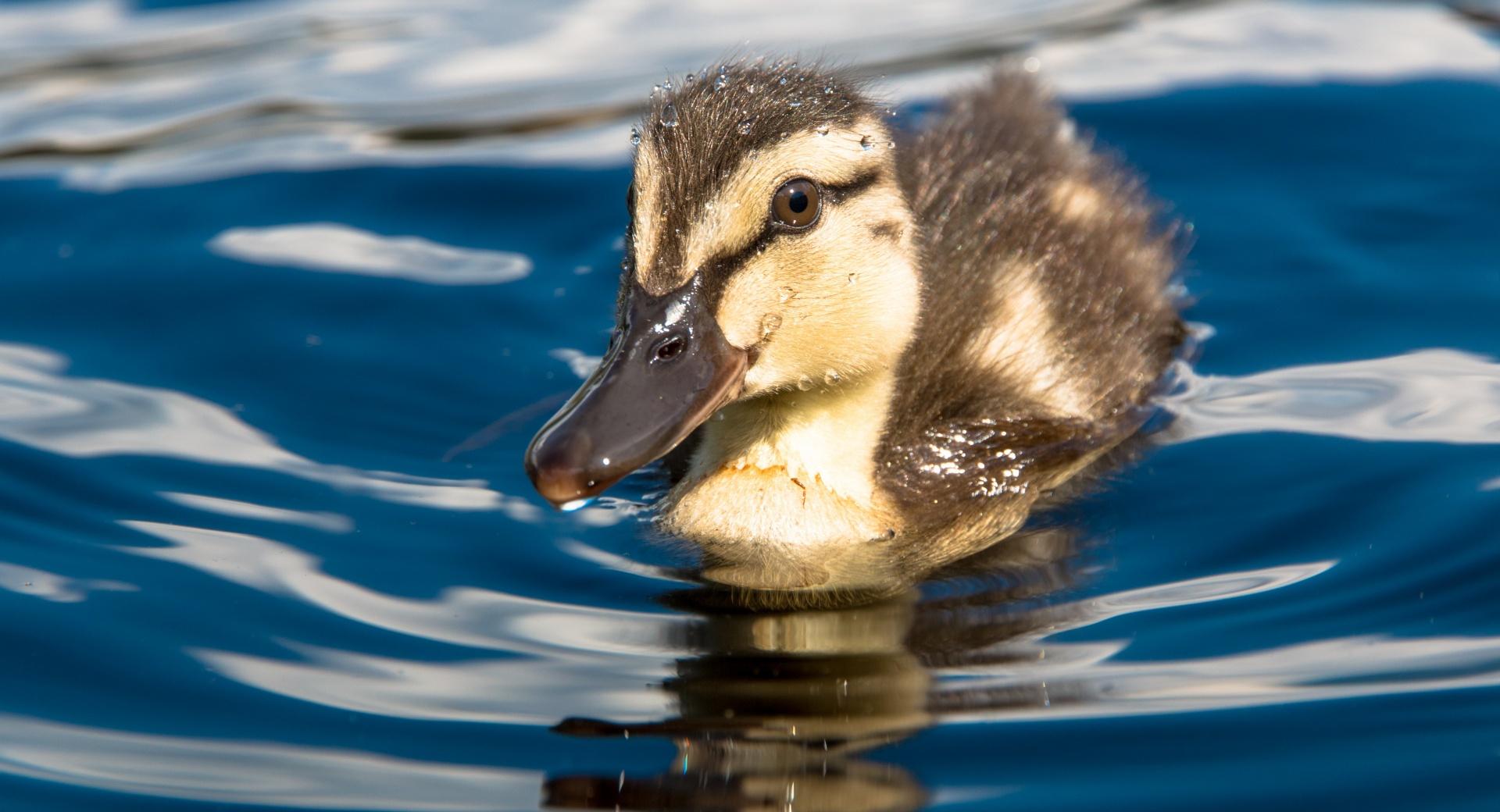 Young Chicken In Lake at 1024 x 1024 iPad size wallpapers HD quality