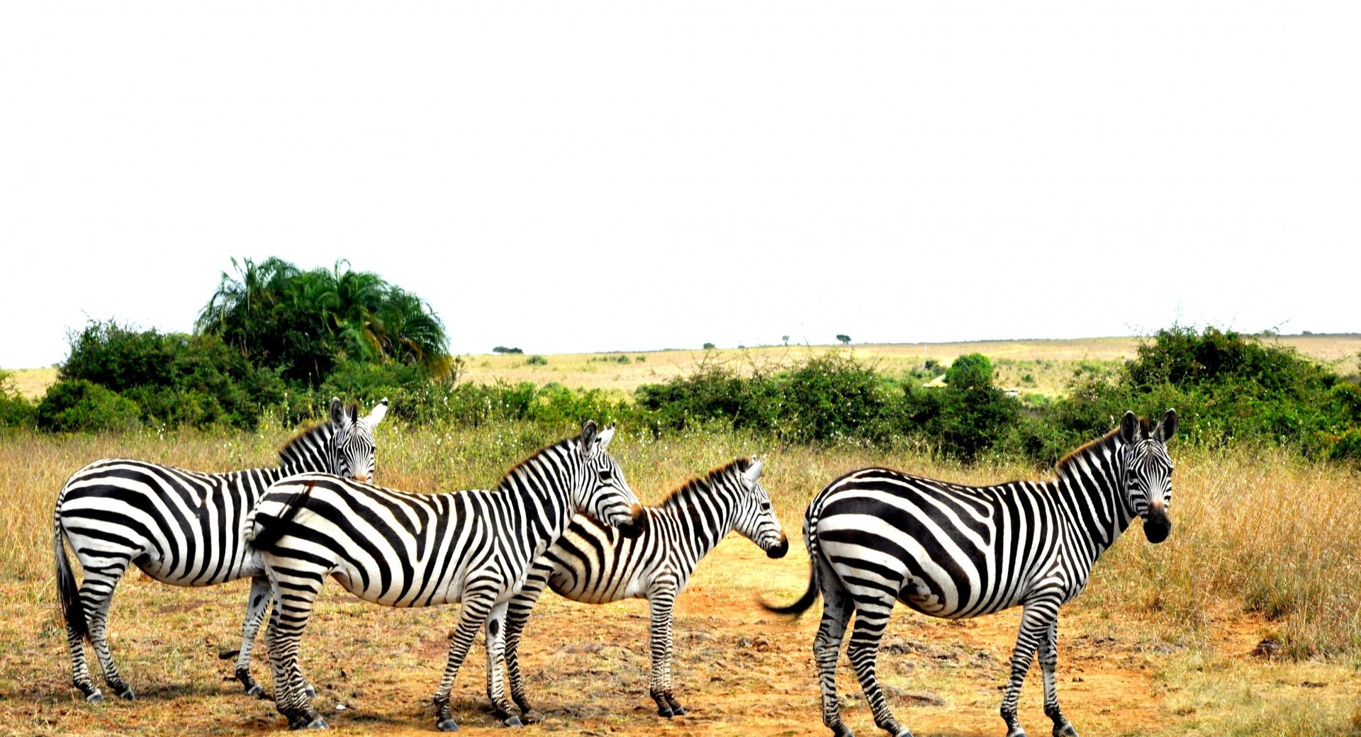 Zebras Lined Up at 1152 x 864 size wallpapers HD quality