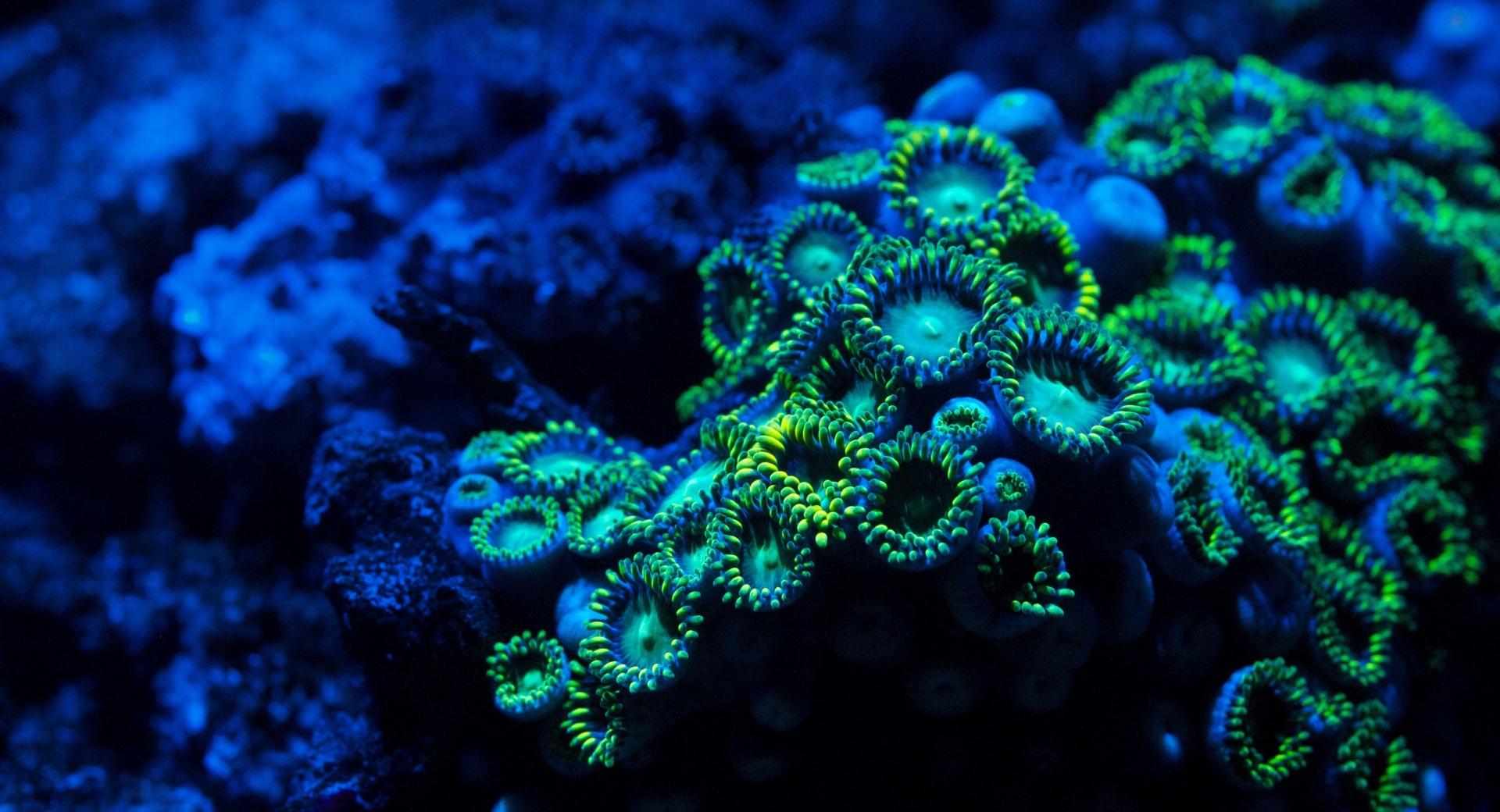 Zoanthids Coral at 1024 x 1024 iPad size wallpapers HD quality