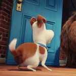 The Secret Life Of Pets free wallpapers