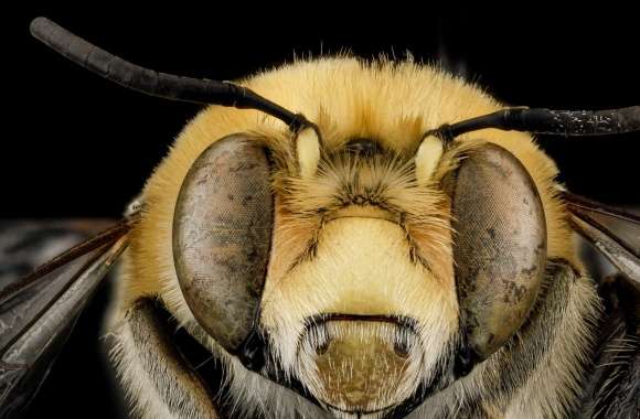 Anthophora Affabilis Bee Macro