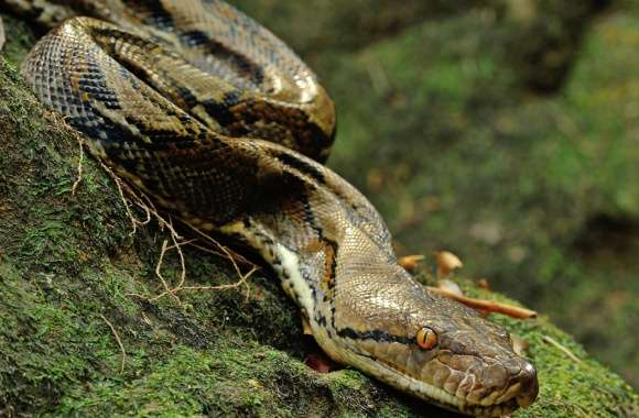 Asiatic Reticulated Python