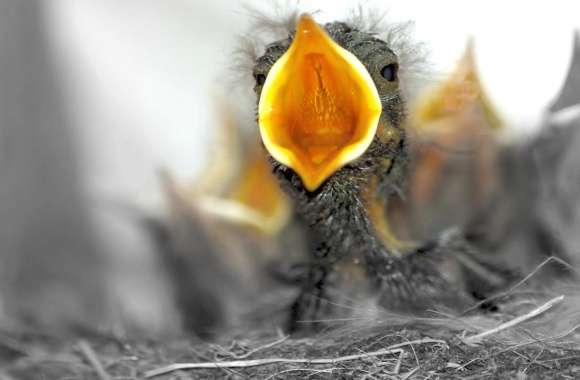 Baby Birds Are Hungry