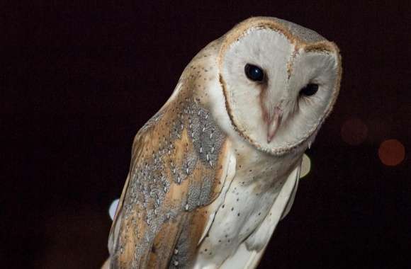 Barn Owl Night Time
