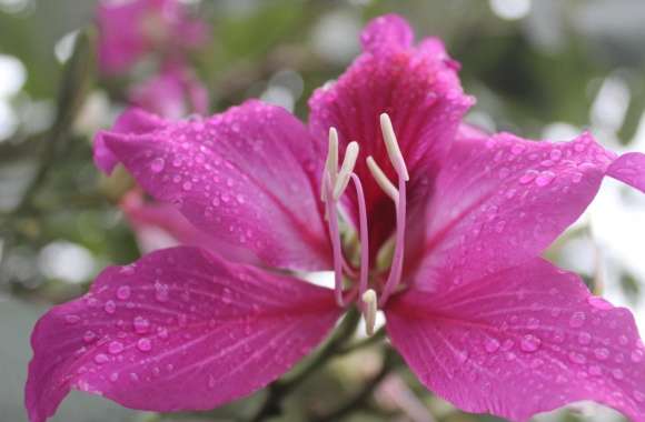 Bauhinia, Orchid Tree Flower