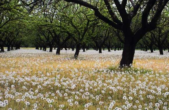 Beautiful Dandelion Field
