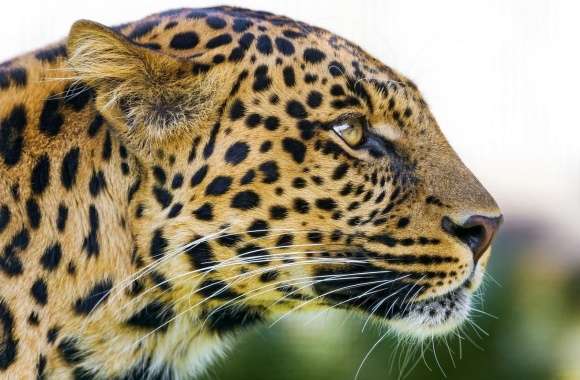 Big Cat Leopard Portrait Side View
