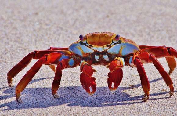 Big Red Crab Macro
