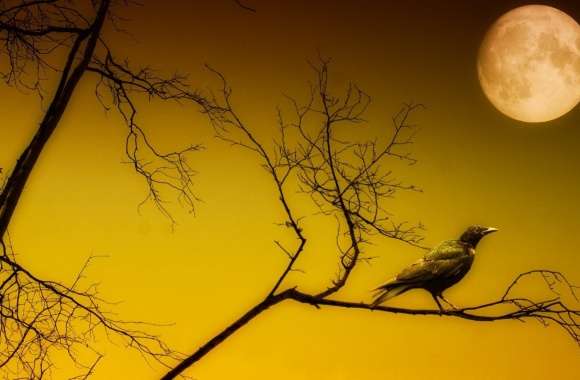 Bird Sitting Under Full Moon