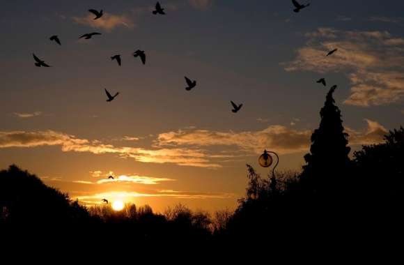 Birds In The Park, Sunset