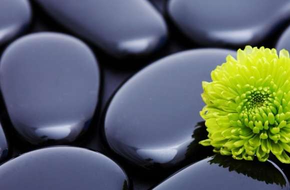 Black Zen Stones And A Yellow Mum wallpapers hd quality