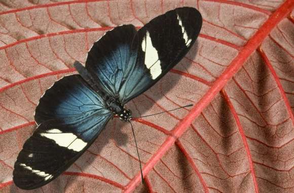 Blue And Black Butterfly