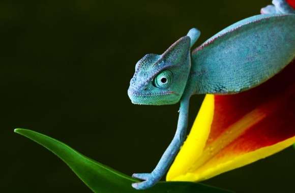 Blue Chameleon wallpapers hd quality