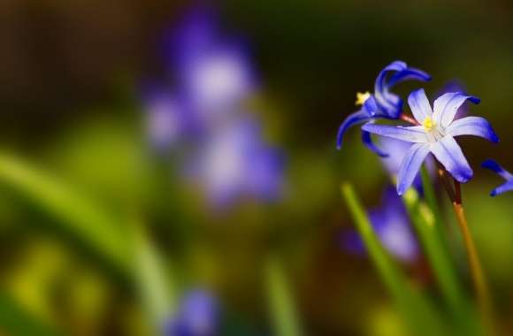 Blue Flower Bokeh