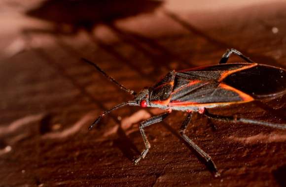 Boxelder Bug wallpapers hd quality