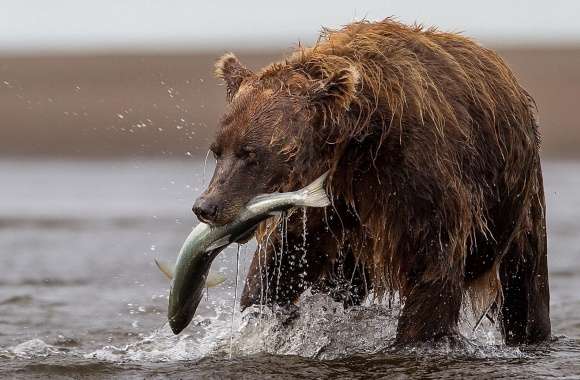 Brown Bear With Fish wallpapers hd quality