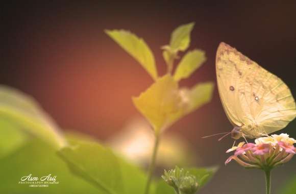 Butterfly-Yellow