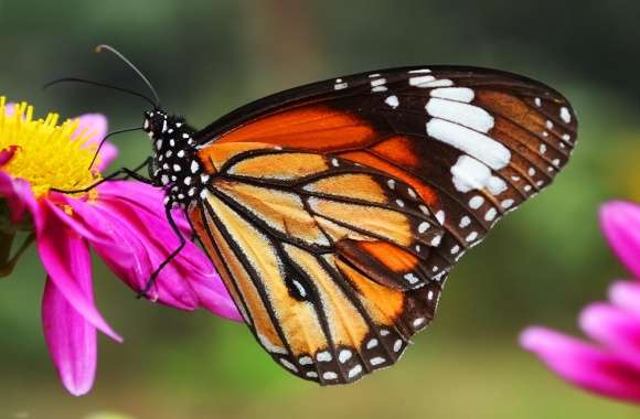 Butterfly Close Shot wallpapers hd quality