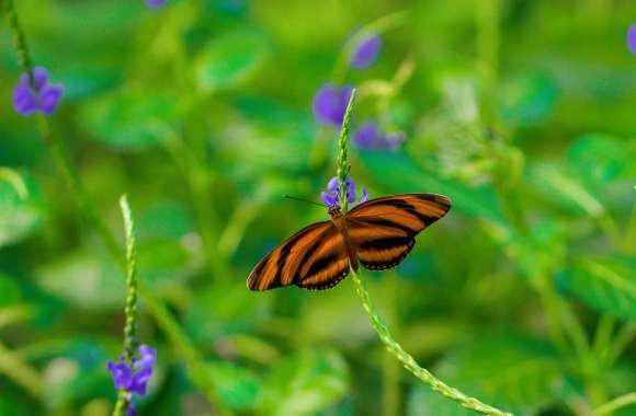 Butterfly on a Purple Flower wallpapers hd quality