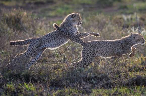 Cheetah Cubs Running