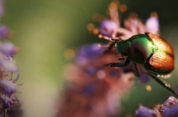 Colorful Beetle Insect