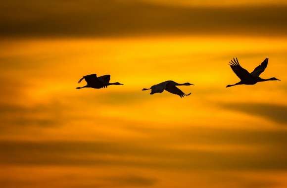 Cranes Birds in Flight