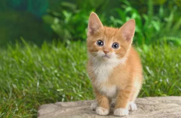 Curious Tabby Kitten