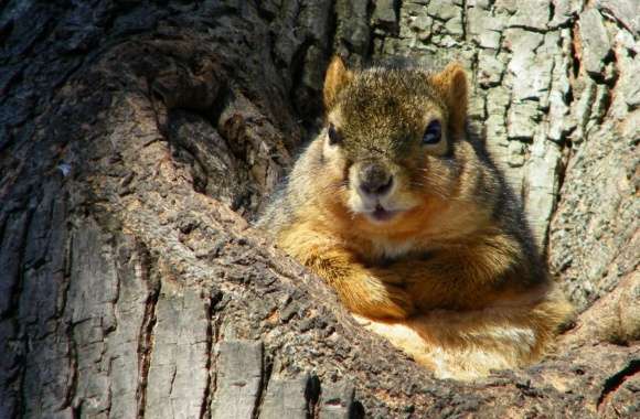 Cute Fat Squirrel