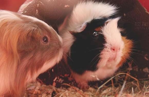 Cute Guinea Pigs wallpapers hd quality
