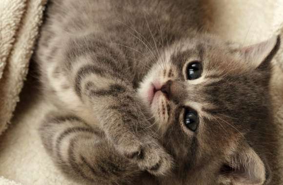 Cutest Kitten