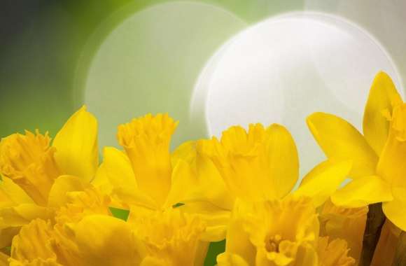 Easter Daffodils Flowers Spring wallpapers hd quality
