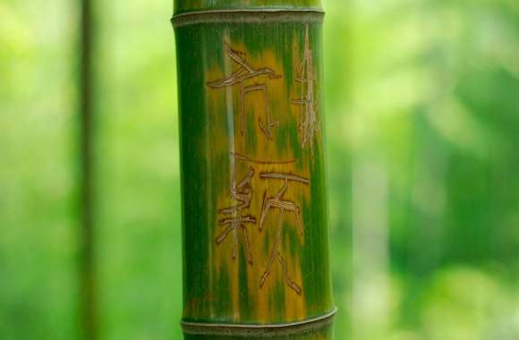 Engraved Bamboo