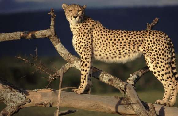 Female Cheetah On The Lookout Masai Mara Kenya