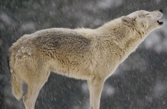 Female Timber Wolf Howling North America