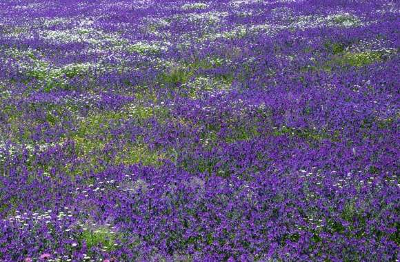 Field of Purple Flowers