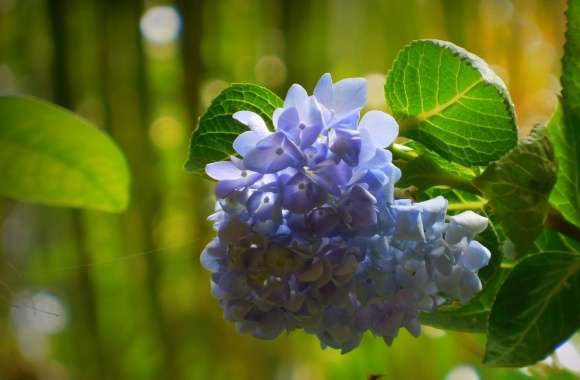 Flower - Violet