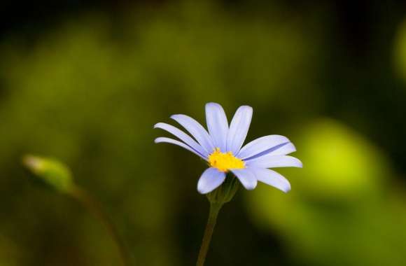 Flower With Blue Petals