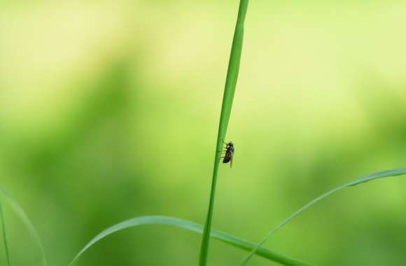 Fly On A Blade Of Grass