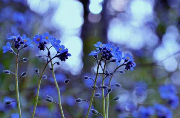 Forget Me Not Flowers wallpapers hd quality