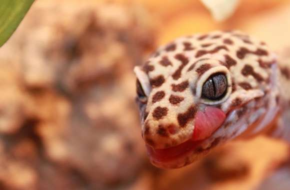 Gecko Leopard wallpapers hd quality