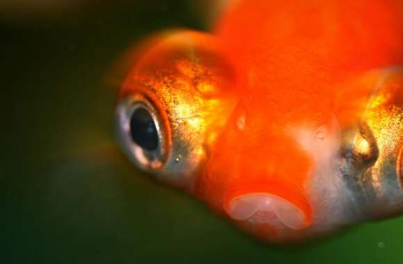 Goldfish Protruding Eyes
