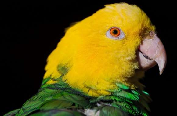Green And Yellow Parrot wallpapers hd quality