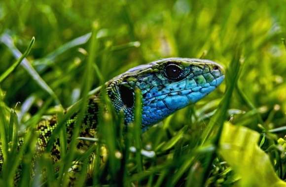 Green Blue Lizard