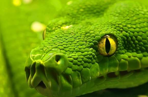 Green Snake Head wallpapers hd quality