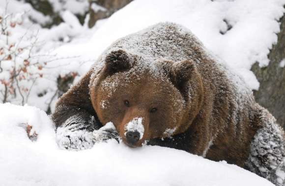 Grizzly Bear In The Snow