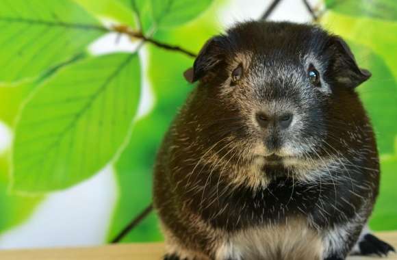 Guinea Pig, Spring wallpapers hd quality