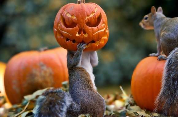 Halloween Squirrels wallpapers hd quality