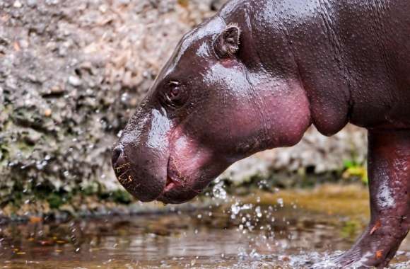 Hippo Walking In The Water
