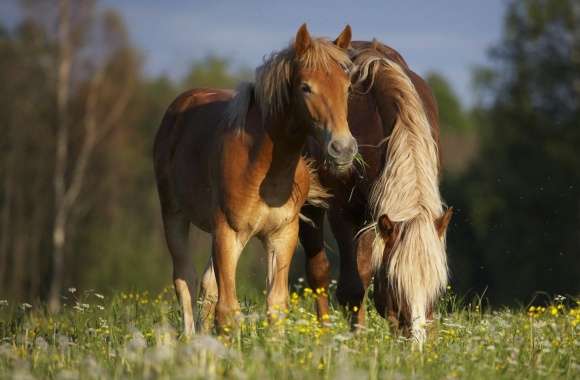 Horse In Meadow