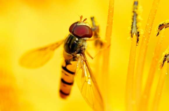 Hoverflies wallpapers hd quality